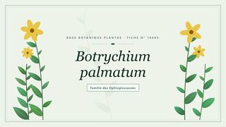 Planche botanique stylisée de Botrychium palmatum, famille des Ophioglossacées