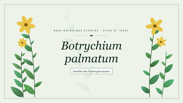 Botrychium palmatum : tout comprendre Planche botanique stylisée de Botrychium palmatum, famille des Ophioglossacées