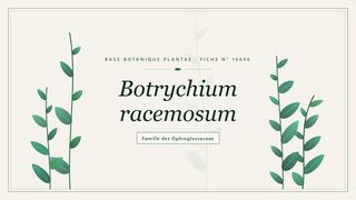 Planche botanique stylisée de Botrychium racemosum, famille des Ophioglossaceae