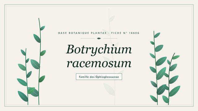 Botrychium racemosum : points clés Planche botanique stylisée de Botrychium racemosum, famille des Ophioglossaceae
