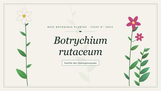 Planche botanique stylisée de Botrychium rutaceum, famille des Ophioglossacées