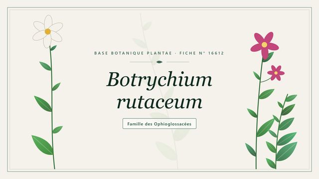 Botrychium rutaceum : conseils et analyse Planche botanique stylisée de Botrychium rutaceum, famille des Ophioglossacées