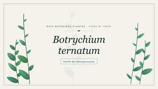 Planche botanique stylisée de Botrychium ternatum, famille des Ophioglossacées