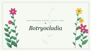 Planche botanique stylisée de Botryocladia
