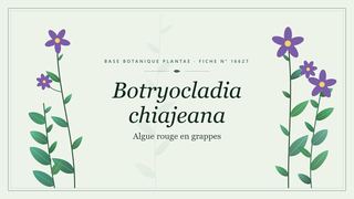 Planche botanique stylisée de Botryocladia chiajeana (Algue rouge en grappes)