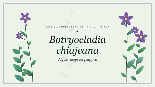 Botryocladia chiajeana : repères utiles Planche botanique stylisée de Botryocladia chiajeana (Algue rouge en grappes)