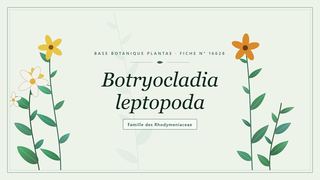 Planche botanique stylisée de Botryocladia leptopoda, famille des Rhodymeniaceae