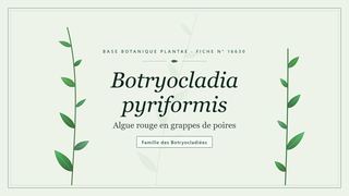 Planche botanique stylisée de Botryocladia pyriformis (Algue rouge en grappes de poires), famille des Botryocladiées