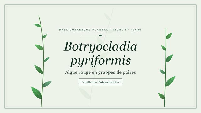 Botryocladia pyriformis : panorama Planche botanique stylisée de Botryocladia pyriformis (Algue rouge en grappes de poires), famille des Botryocladiées