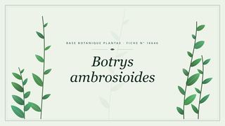 Planche botanique stylisée de Botrys ambrosioides