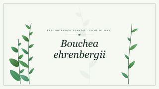 Planche botanique stylisée de Bouchea ehrenbergii