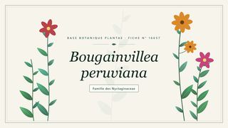 Planche botanique stylisée de Bougainvillea peruviana, famille des Nyctaginaceae