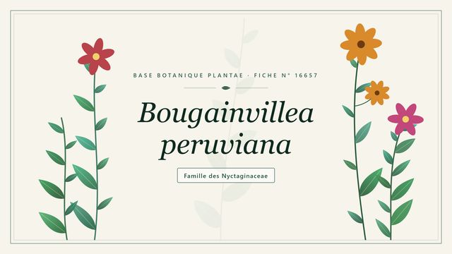 Bougainvillea peruviana : repères utiles Planche botanique stylisée de Bougainvillea peruviana, famille des Nyctaginaceae