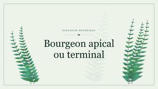 Illustration botanique stylisée du terme « Bourgeon apical ou terminal » du glossaire