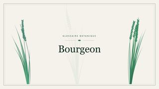 Illustration botanique stylisée du terme « Bourgeon » du glossaire