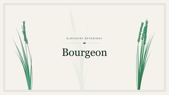 Bourgeon : ce qu'il faut savoir Illustration botanique stylisée du terme « Bourgeon » du glossaire