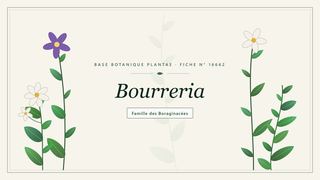 Planche botanique stylisée de Bourreria, famille des Boraginacées