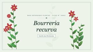 Planche botanique stylisée de Bourreria recurva, famille des Éhrétiacées