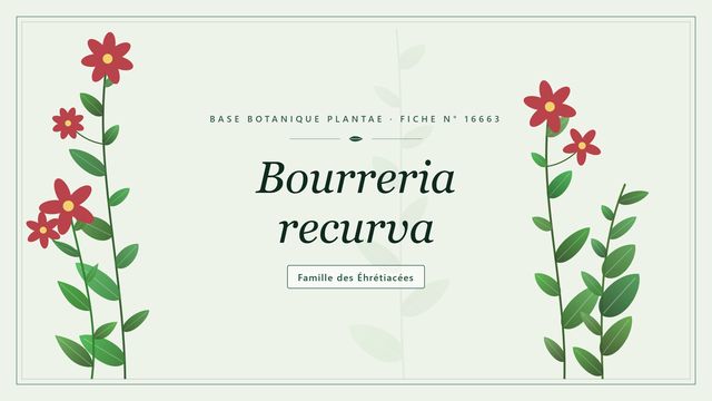 Bourreria recurva : reconnaître ce petit arbre des Antilles Planche botanique stylisée de Bourreria recurva, famille des Éhrétiacées