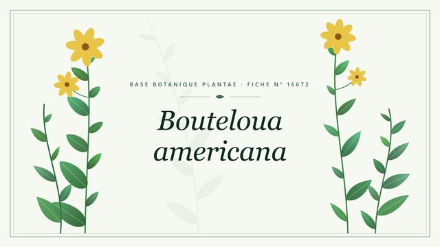 Bouteloua americana : fiche descriptive et taxonomie Planche botanique stylisée de Bouteloua americana