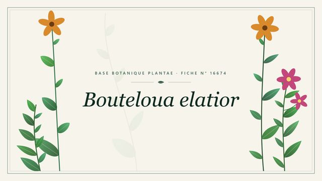 Bouteloua elatior : fiche descriptive et taxonomie Planche botanique stylisée de Bouteloua elatior
