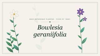 Planche botanique stylisée de Bowlesia geraniifolia
