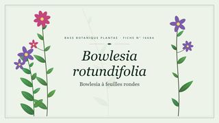 Planche botanique stylisée de Bowlesia rotundifolia (Bowlesia à feuilles rondes)