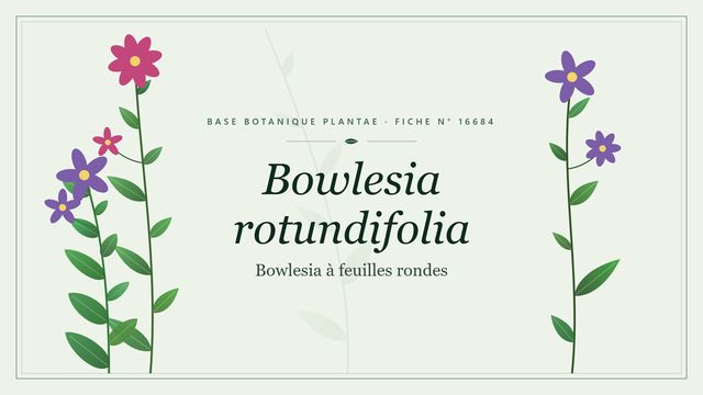 Bowlesia rotundifolia : ce qu'il faut savoir Planche botanique stylisée de Bowlesia rotundifolia (Bowlesia à feuilles rondes)