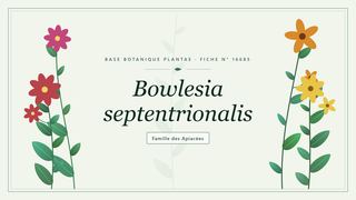 Planche botanique stylisée de Bowlesia septentrionalis, famille des Apiacées
