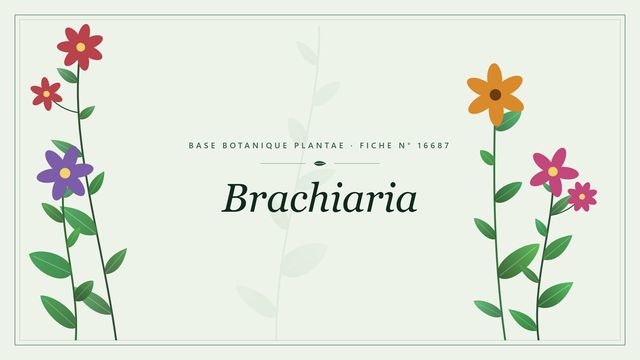 Brachiaria : fiche descriptive et taxonomie Planche botanique stylisée de Brachiaria