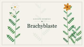 Illustration botanique stylisée du terme « Brachyblaste » du glossaire