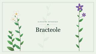 Illustration botanique stylisée du terme « Bracteole » du glossaire