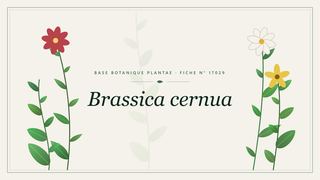 Planche botanique stylisée de Brassica cernua