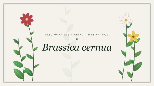 Brassica cernua : fiche descriptive et taxonomie Planche botanique stylisée de Brassica cernua