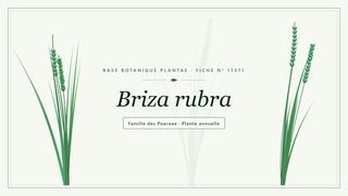 Planche botanique stylisée de Briza rubra, famille des Poaceae