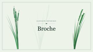 Illustration botanique stylisée du terme « Broche » du glossaire