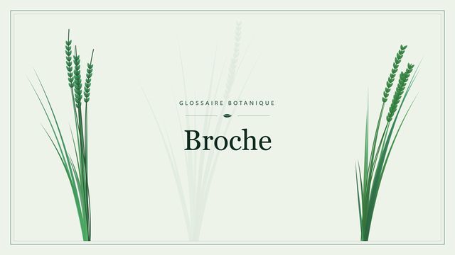 Broche : conseils et analyse Illustration botanique stylisée du terme « Broche » du glossaire