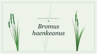 Visuel botanique stylisé consacré à Bromus haenkeanus