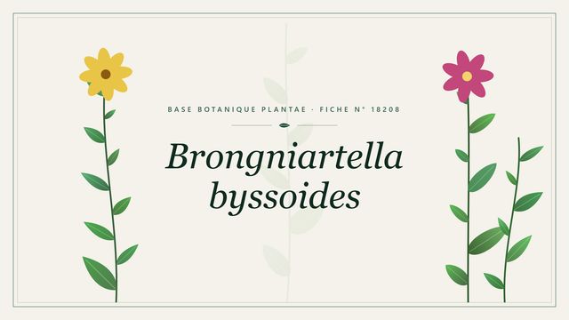 Brongniartella byssoides : fiche descriptive et taxonomie Planche botanique stylisée de Brongniartella byssoides