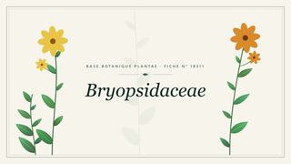Planche botanique stylisée de Bryopsidaceae
