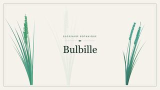 Illustration botanique stylisée du terme « Bulbille » du glossaire