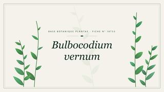 Planche botanique stylisée de Bulbocodium vernum