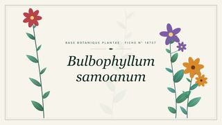 Planche botanique stylisée de Bulbophyllum samoanum