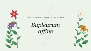 Planche botanique stylisée de Bupleurum affine
