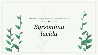 Planche botanique stylisée de Byrsonima lucida