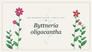 Planche botanique stylisée de Byttneria oligacantha