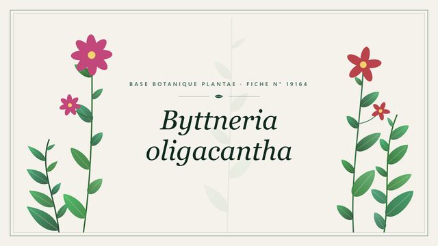 Byttneria oligacantha : fiche descriptive et taxonomie Planche botanique stylisée de Byttneria oligacantha