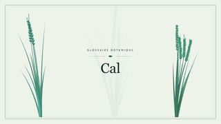 Illustration botanique stylisée du terme « Cal » du glossaire