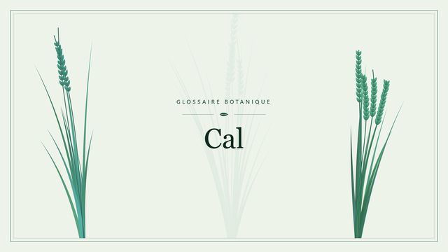 Cal : ce qu'il faut savoir Illustration botanique stylisée du terme « Cal » du glossaire
