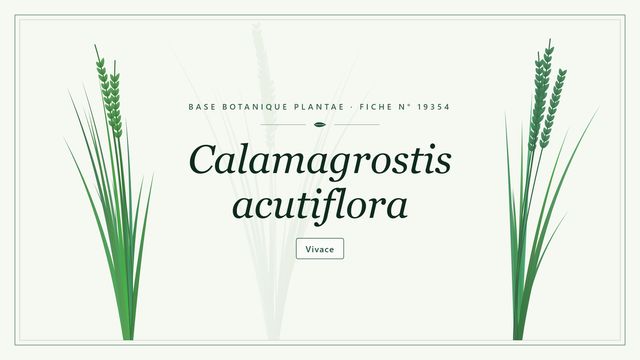 Calamagrostis acutiflora : fiche descriptive et taxonomie Planche botanique stylisée de Calamagrostis acutiflora